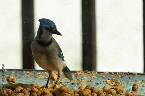 This beautiful blue jay was on this glass table for some food. Peanuts and birdseed lay all around this bird. This corvid is quite colorful with his black, blue, and white feathers.