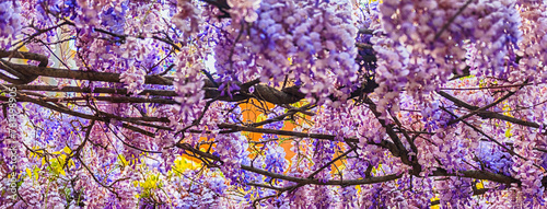 Beautiful purple wisteria flowers in spring