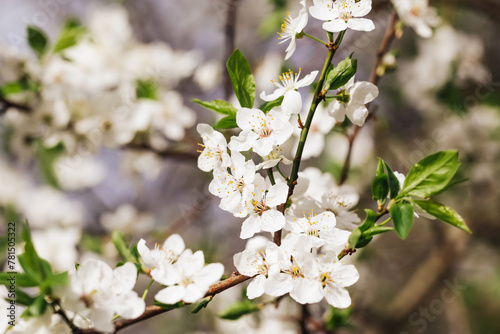 Cherry blossom tree branch. Shallow depth of field isolated. White flakes little flowers. Springtime tree bloom. Sunlight plant. Floral background.