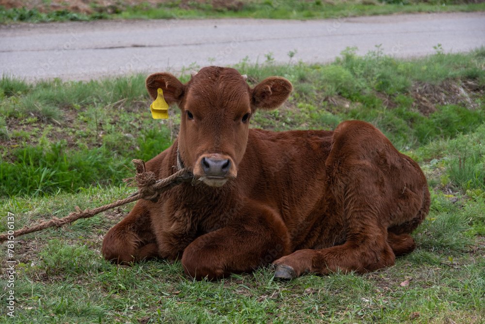 A brown little calf lying on the grass. Yellow labels of the owner in the ears of the cow. A calf tied by a rope. Cattle breeding A brown little calf lying on the grass. Yellow labels of the owner in the ears of the cow. A calf tied by a rope. Cattle breeding