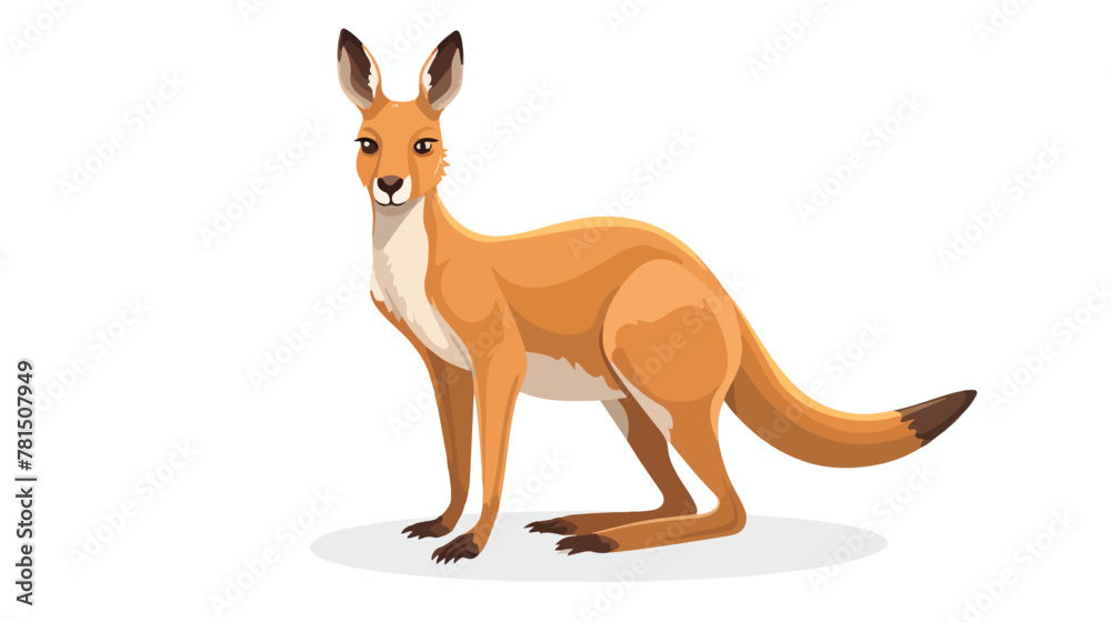 Kangaroo portrait of wild australian animal isolate