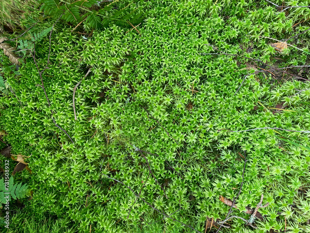 Green moss texture. Green background. Green texture. Green wall. Wall decoration. Moss decor Green moss texture. Green background. Green texture. Green wall. Wall decoration. Moss decor