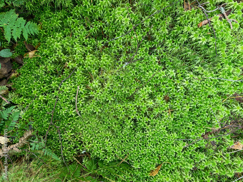 Fototapeta Naklejka Na Ścianę i Meble -  Green moss texture. Green background. Green texture. Green wall. Wall decoration. Moss decor