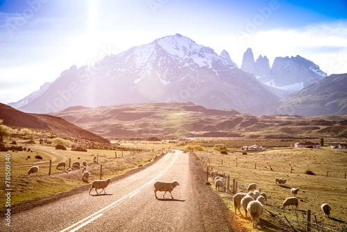 heeps herd grazing at sheepfarm on the road to Torres del Paine in Patagonia chilena - Travel wanderlust concept with nature wonder in Chile south america - Warm saturated filter on enhance sunflare photo
