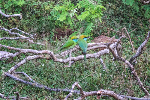 Pair of colorful green bee-eater or Merops orientalis in Yala National Park, Sri Lanka