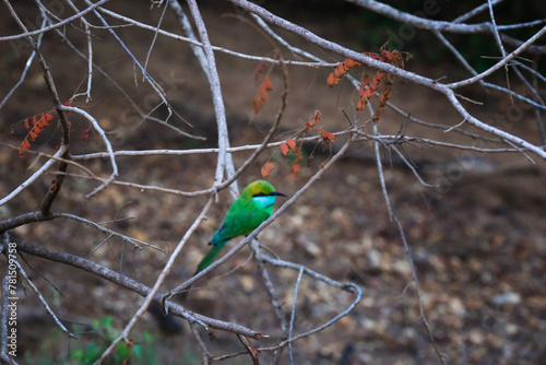 The green bee-eater or Merops orientalis in Yala National Park, Sri Lanka