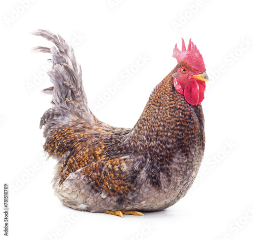 One grey cock.