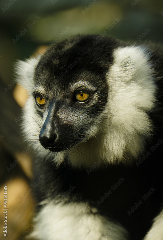 Obraz premium einzelner nachdenklicher Vari (Varecia)