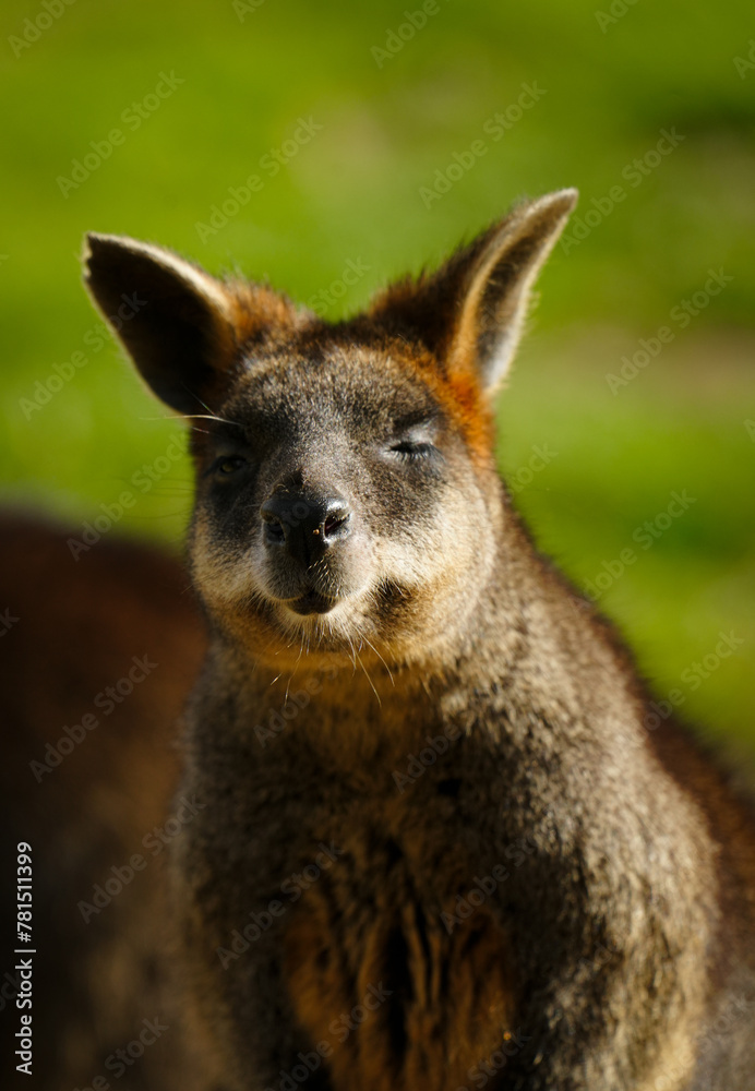 Wallaby Känguru blinzelt in die Sonne, Notamacropus agilis Wallaby Känguru blinzelt in die Sonne, Notamacropus agilis