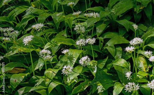 Bear's garlic, allium ursinum,  blooming in the forest photo