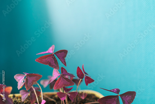Captivating Elegance of the Purple Shamrock  Oxalis Triangularis  Nature s Vibrant Jewel