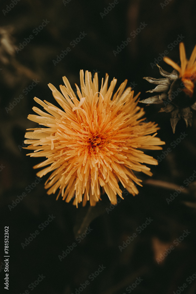 The dandelion begins to develop slowly during the day and breaks down the petals The dandelion begins to develop slowly during the day and breaks down the petals
