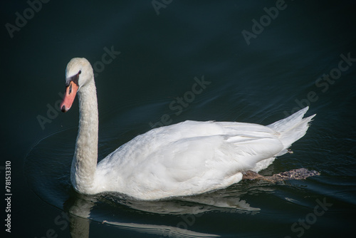 a swan swims on the Moselle