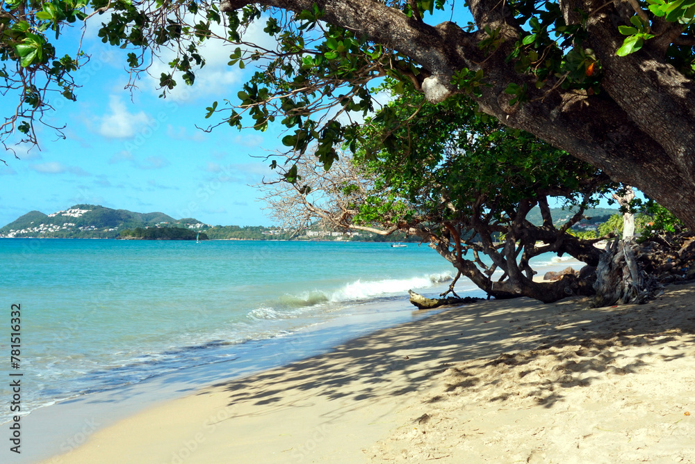 Azure blue sea and sandy beach with fine sand visible under a branch of leafy tree on the coast of the Caribbean island of Saint Lucia, near the port town of Castries.  