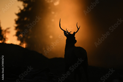Silhouette of a deer on Vancouver Island photo