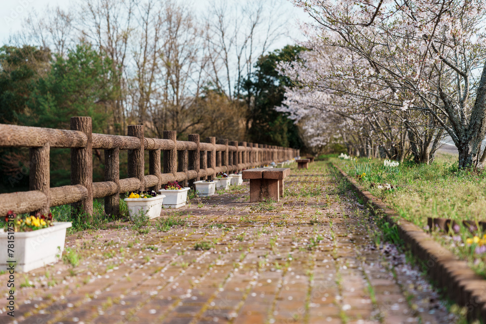 桜とベンチとレンガの地面