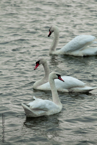 swan on the water