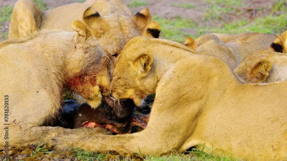 Pride of lions feeding on a young African buffalo calf with the rib cage of the prey exposed, South Africa. Botswana. African Safari Pride of lions feeding on a young African buffalo calf with the rib cage of the prey exposed, South Africa. Botswana. African Safari