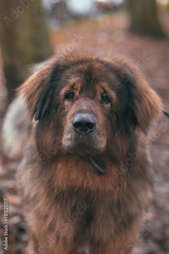 portrait of a dog