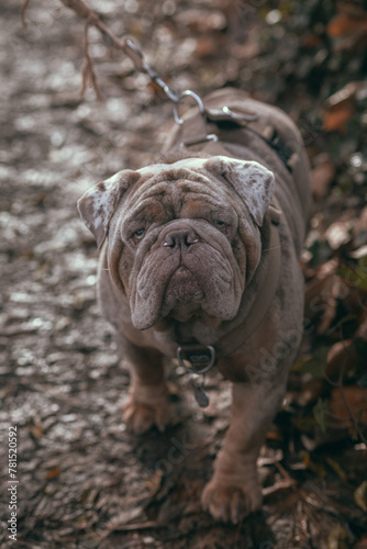 english bulldog puppy