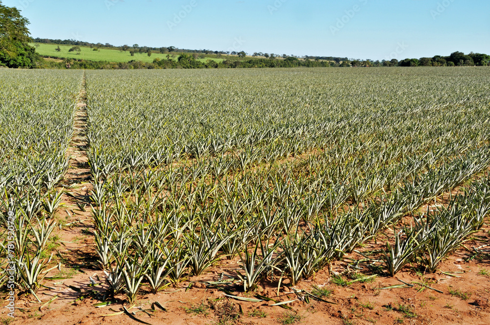 Fotografie Plantação de abacaxi