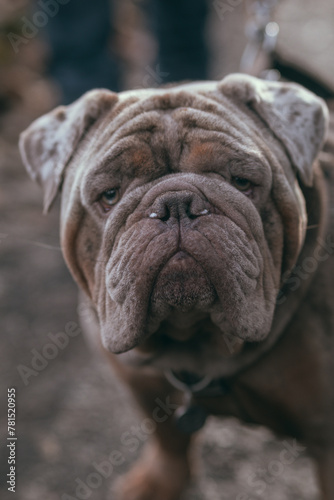 english bulldog portrait