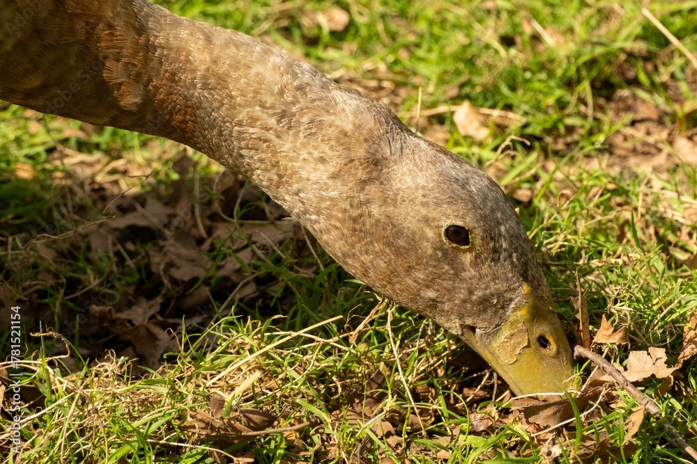 Fototapeta premium Indian running duck looking for food