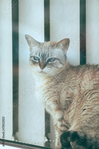 cat on the window