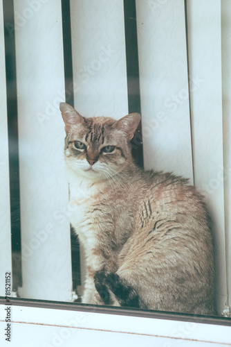 cat in window