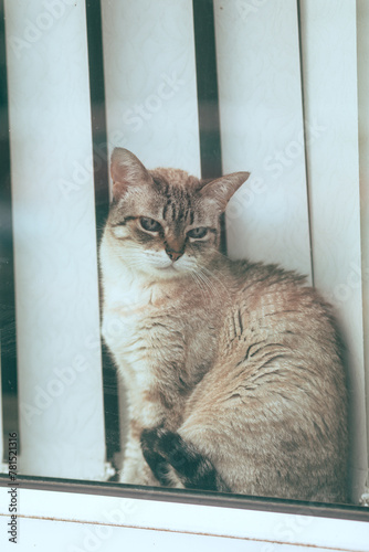 cat on window sill