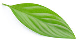 Green leaf isolated. Green leaves on white top view. Full depth of field