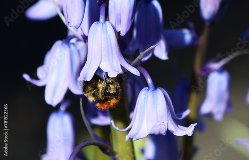 A bumblebee collects nectar from a bluebell ( Hyacinthoides hispanic) .