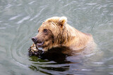 Blond brown bear having snack