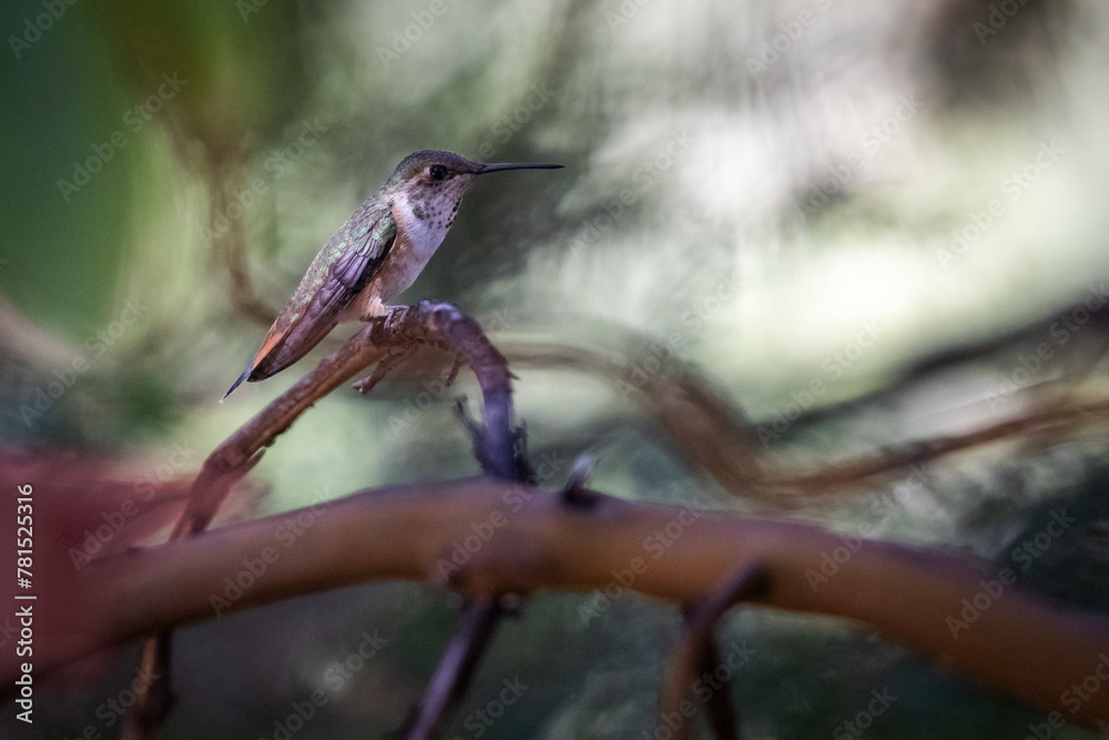 Obraz premium A hummingbird is perched on a branch. The bird is small and brown with a green head. The image has a peaceful and serene mood, as the bird is sitting calmly on the branch