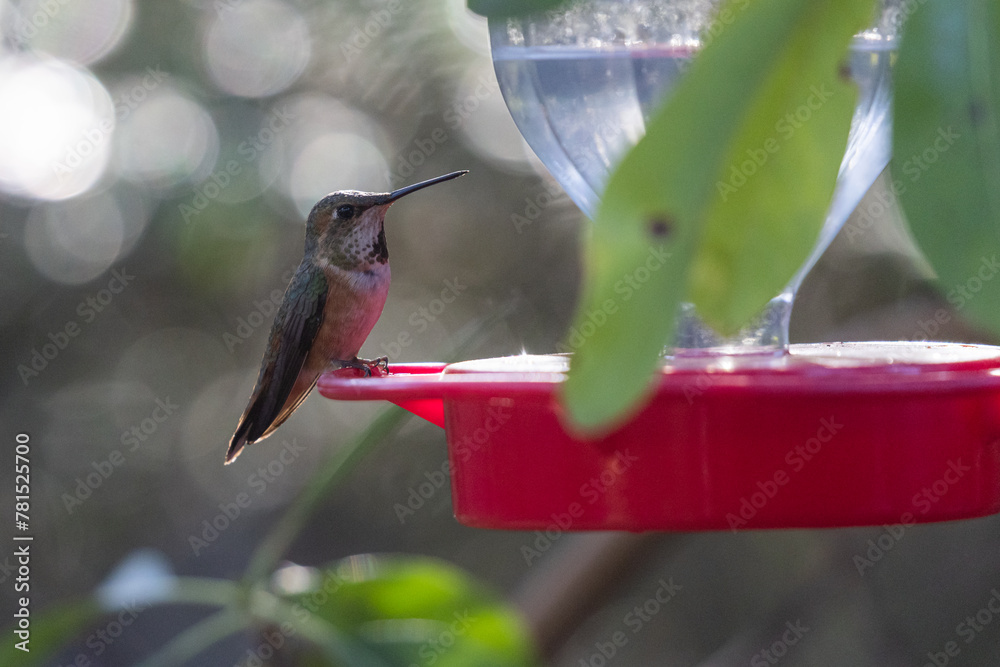 Obraz premium A hummingbird is perched on a red bird feeder with soft natural light and greenery in the background.