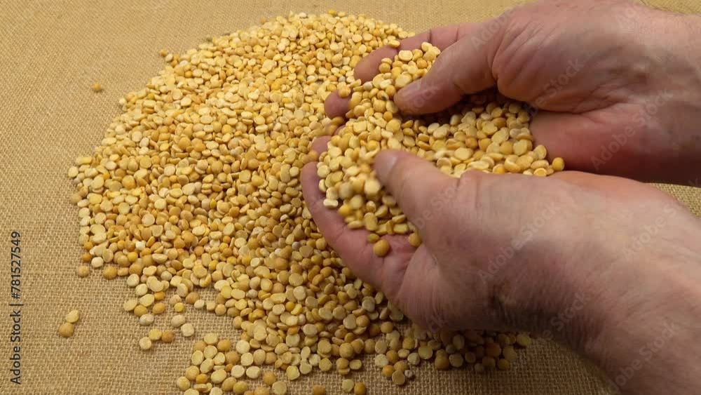 Man’s hands holding dried yellow peas, close-up Man’s hands holding dried yellow peas, close-up