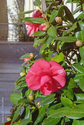 Pink flowers of camellia in park on sunny spring day