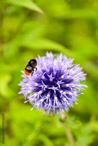 Bumblebee (Bombus lapidarius) pollinating the purple flower of a glandular thistle (Echinops) in spring in Sweden