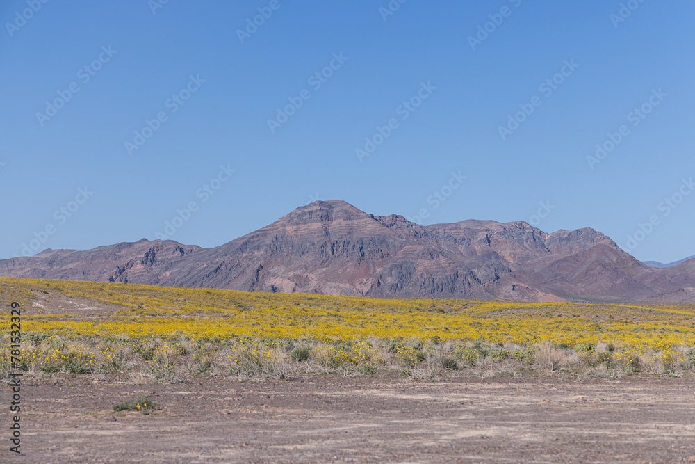 wildflowers in the nevada desert