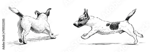 Terrier, dog; pet; cute, spotted, purebred, running, hand drawn; sketch; isolated on white; vector