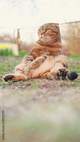 A funny cat is resting in the yard.