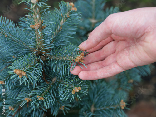 A man holding the branch of an abies lasiocarpa compacta. Close up.