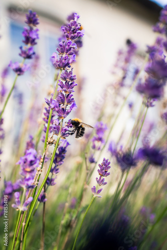 bee in lavender field 