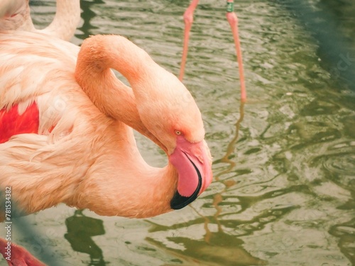 Flamingo at the zoo in the water photo