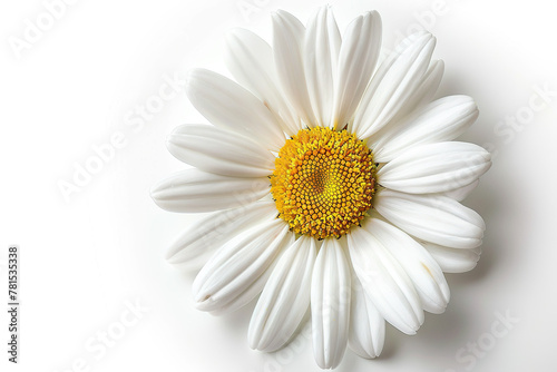 White Daisy Marguerite chamomile on white background