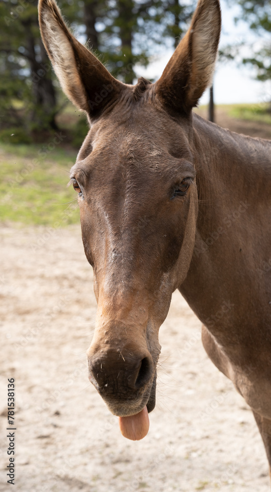 Photography humorous funny animal photo of close up of mule looking at camera with long ears