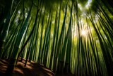 bamboo forest at sunset