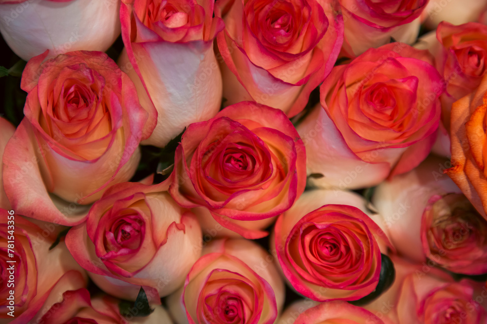 Red and white garden roses symbolizing love, passion and valentine's day Red and white garden roses symbolizing love, passion and valentine's day