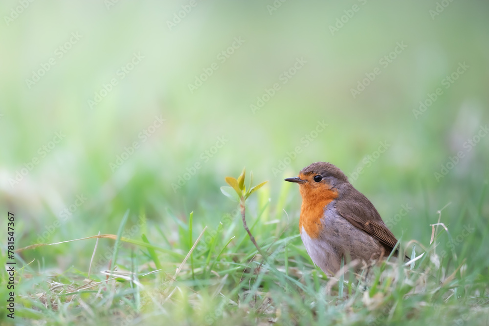 Bird Robin Erithacus rubecula, small bird, spring time in Poland Europe Bird Robin Erithacus rubecula, small bird, spring time in Poland Europe