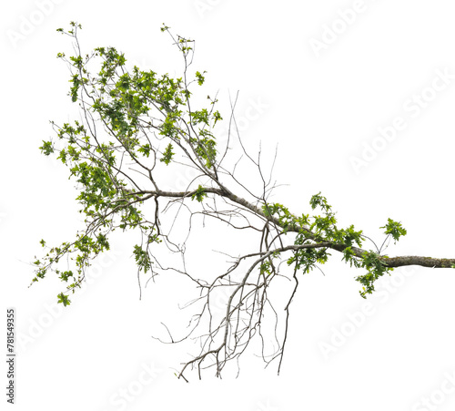 branch isolated on white background